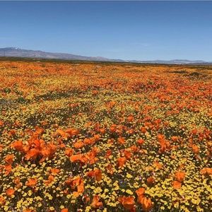 Meet your Posher, Dacianna